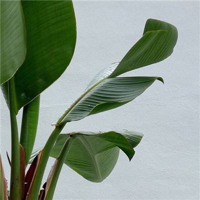 消灭星星糖果大爆炸